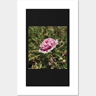 Blooming Pink Rose Posters and Art